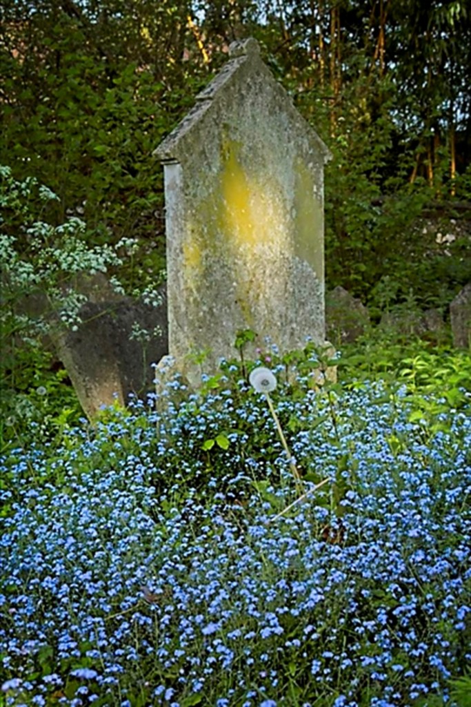 gravestone amongst the wild flowers
